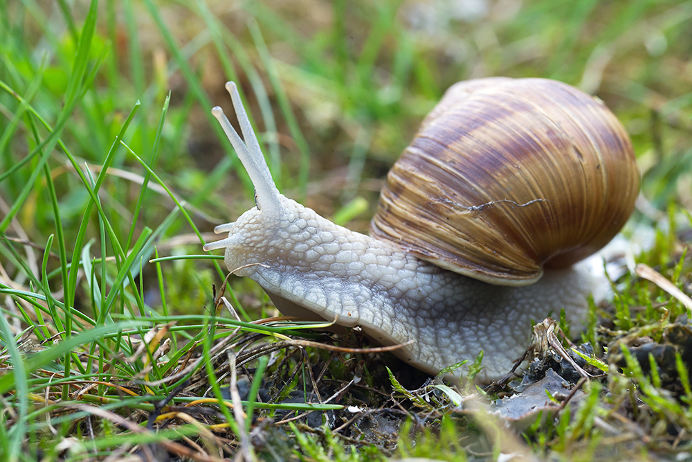 Weinbergschnecke