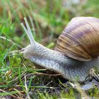 Weinbergschnecke