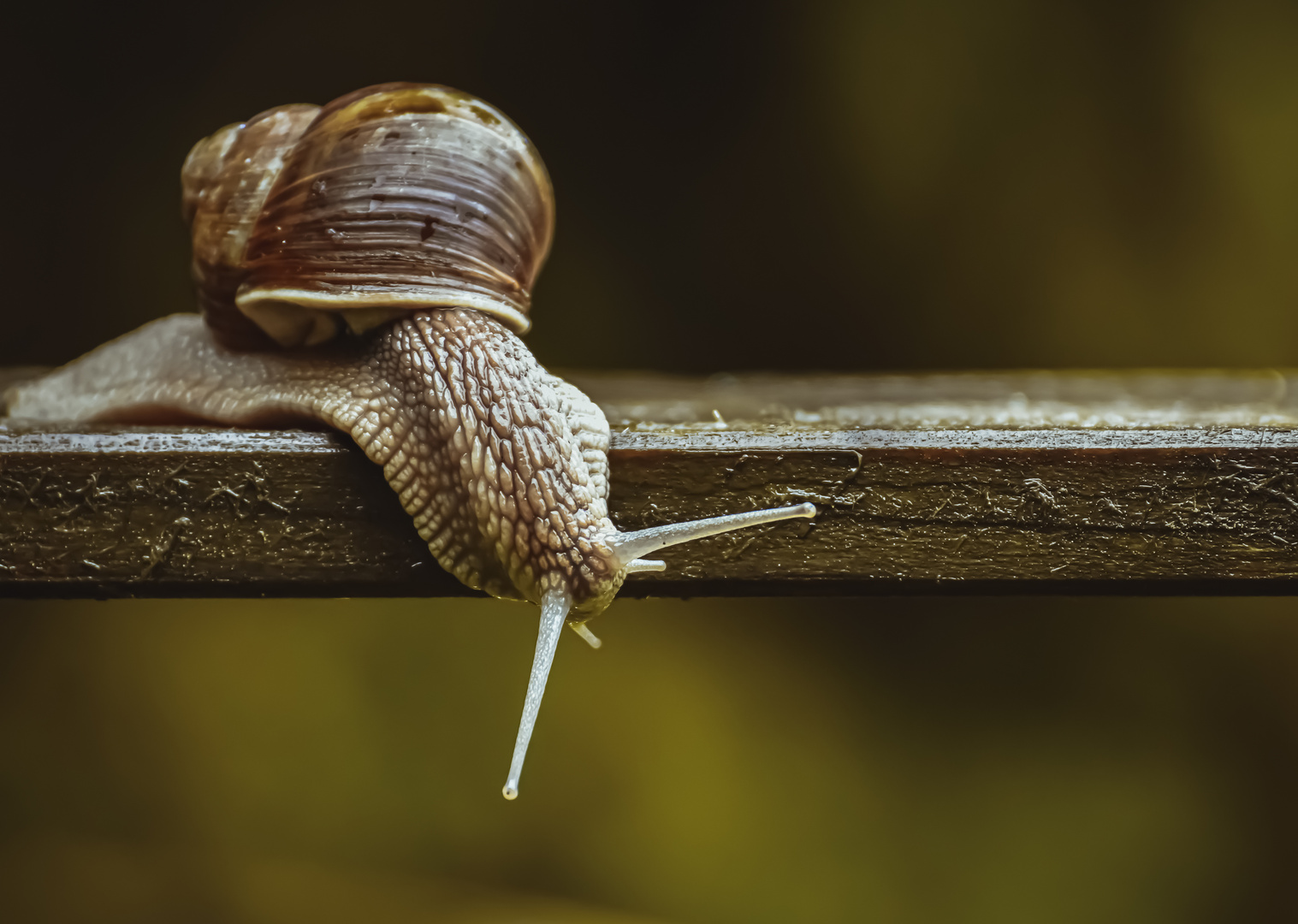 Weinbergschnecke