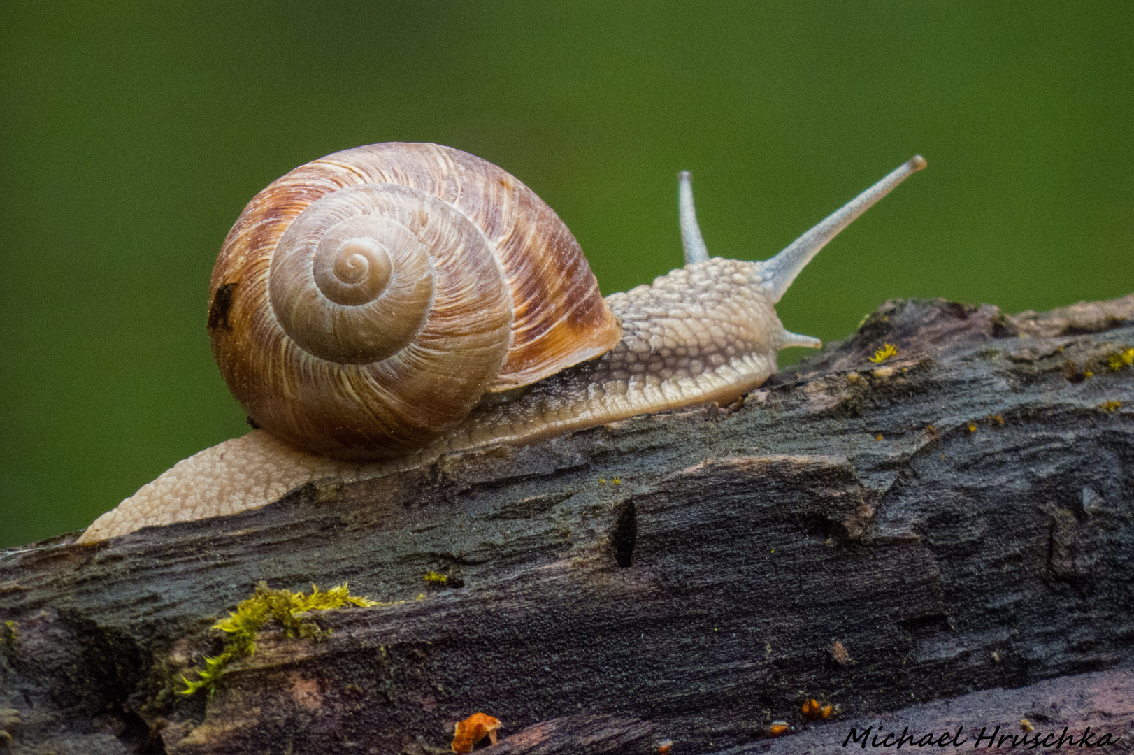 Weinbergschnecke