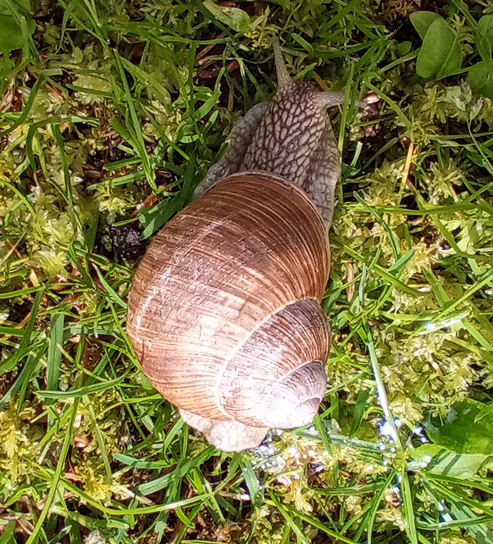 Weinbergschnecke