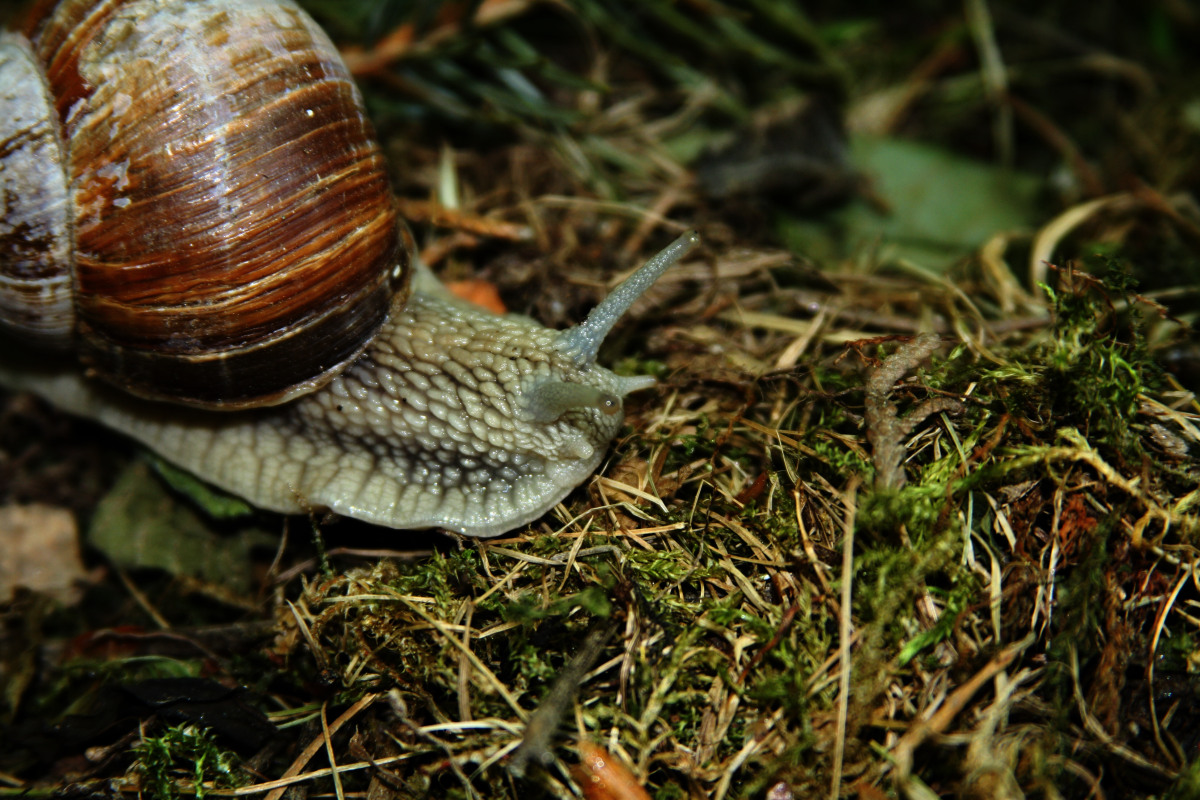 weinbergschnecke