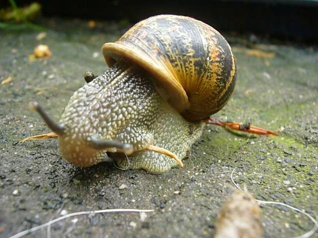 Weinbergschnecke