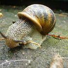 Weinbergschnecke