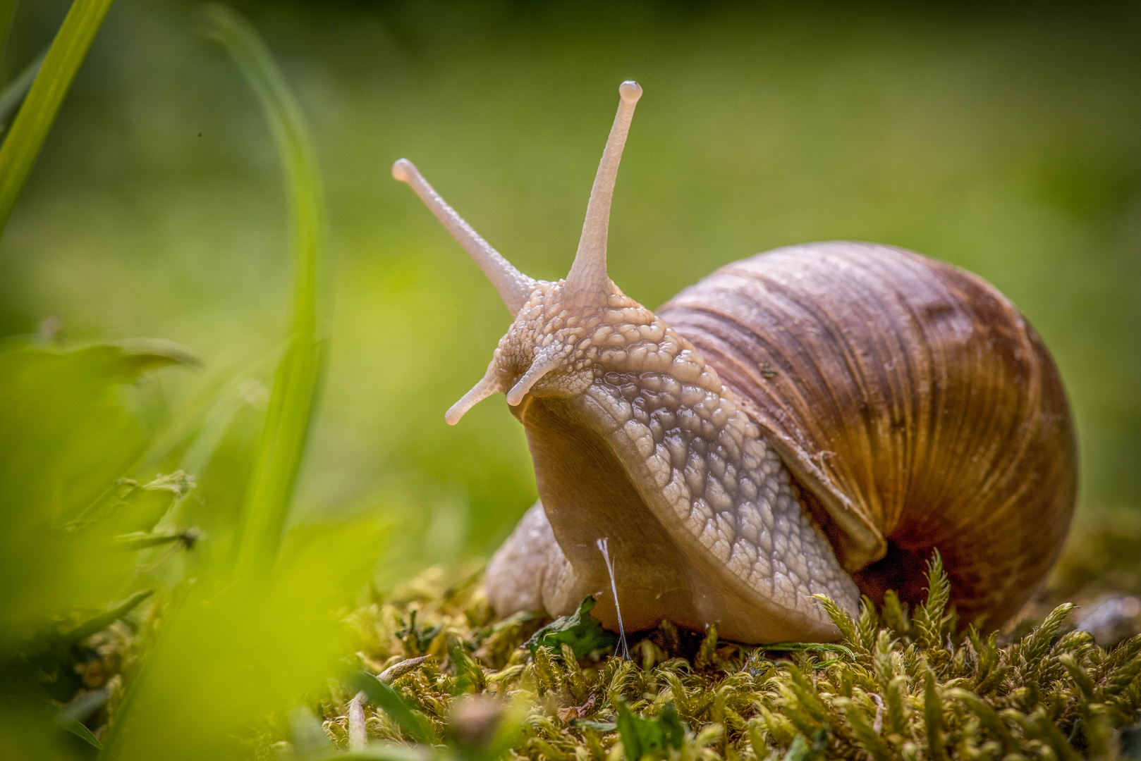 Weinbergschnecke