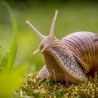 Weinbergschnecke