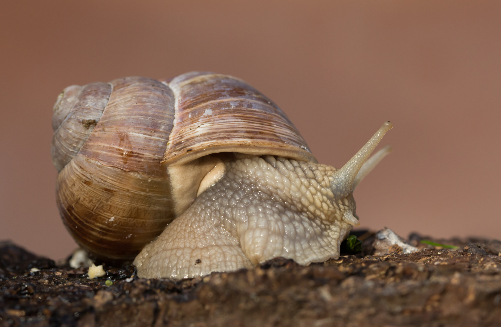 Weinbergschnecke