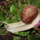 Weinbergschnecke