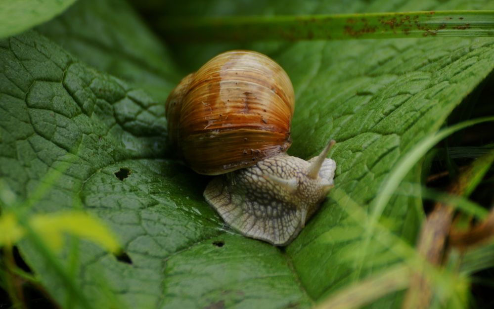 Weinbergschnecke frisst Blatt Foto & Bild tiere, wildlife, schnecken