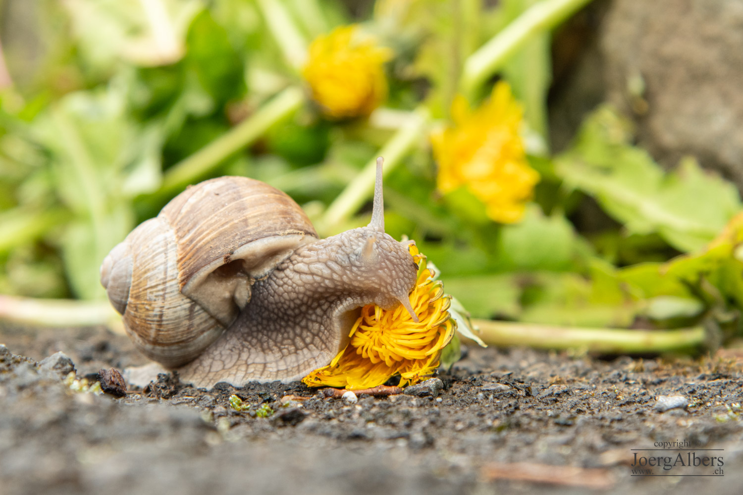 Weinbergschnecke frisst Löwenzahnblüte