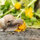 Weinbergschnecke frisst Löwenzahnblüte