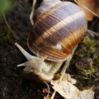 Weinbergschnecke frisst Pusteblume.