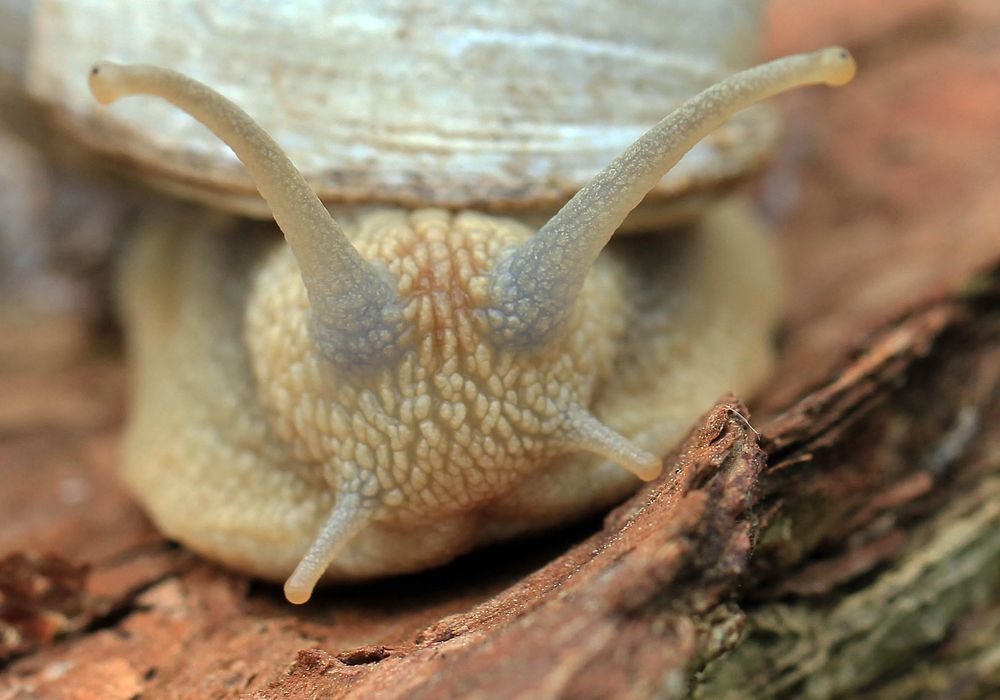 Weinbergschnecke, ganz nah