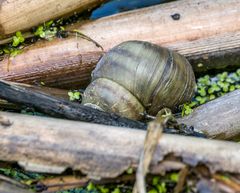 Weinbergschnecke - glaub ich nicht