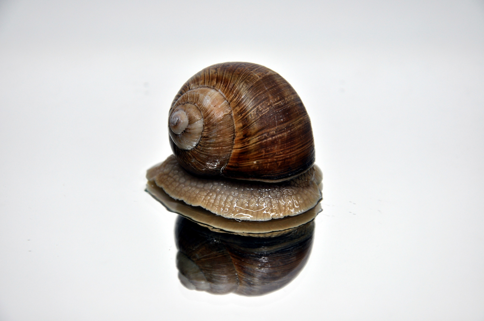 Weinbergschnecke - Helix pomatia