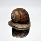 Weinbergschnecke - Helix pomatia