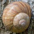 Weinbergschnecke (Helix pomatia)