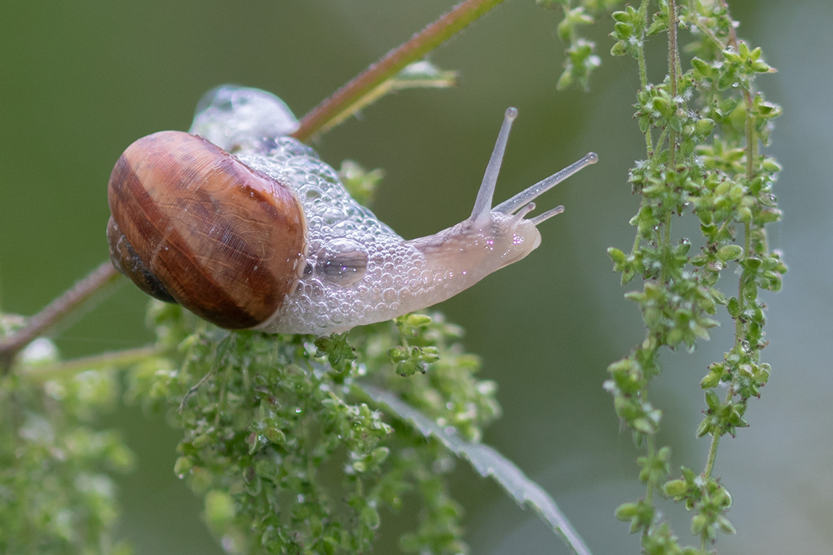 Weinbergschnecke (Helix pomatia)