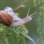 Weinbergschnecke (Helix pomatia)