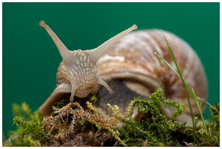 Weinbergschnecke (Helix pomatia)