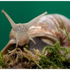 Weinbergschnecke (Helix pomatia)