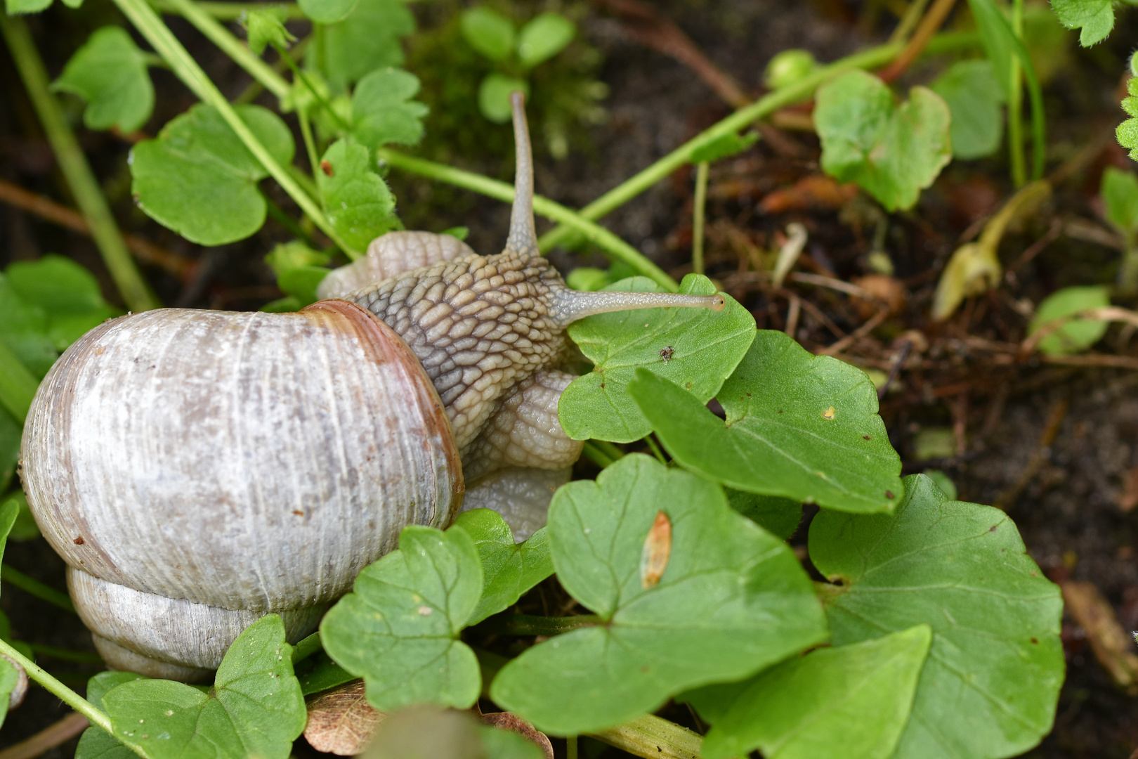 Weinbergschnecke (Helix pomatia)