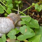 Weinbergschnecke (Helix pomatia)