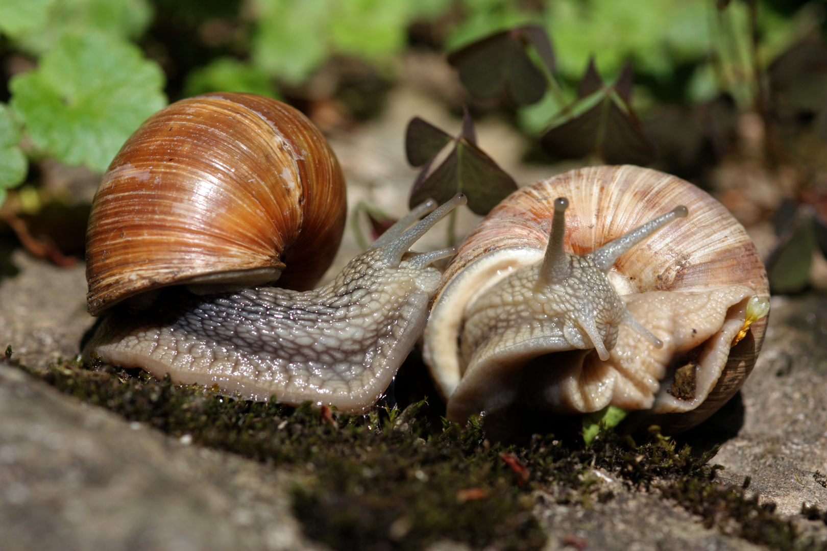 Weinbergschnecke (Helix pomatia)