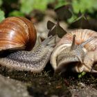 Weinbergschnecke (Helix pomatia)