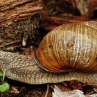 Weinbergschnecke (Helix pomatia)