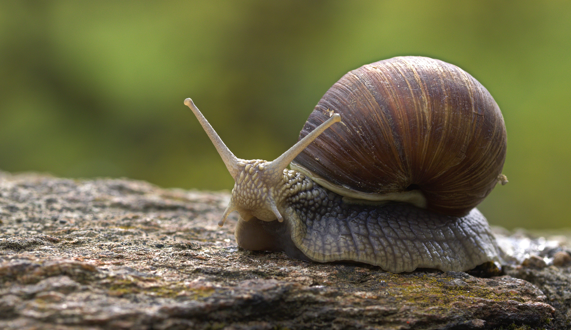 Weinbergschnecke (Helix pomatia)