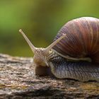 Weinbergschnecke (Helix pomatia)