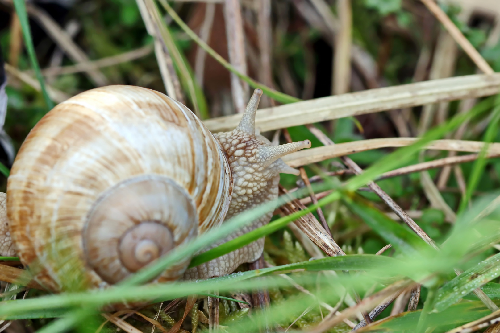 Weinbergschnecke (Helix pomatia) 