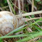 Weinbergschnecke (Helix pomatia) 