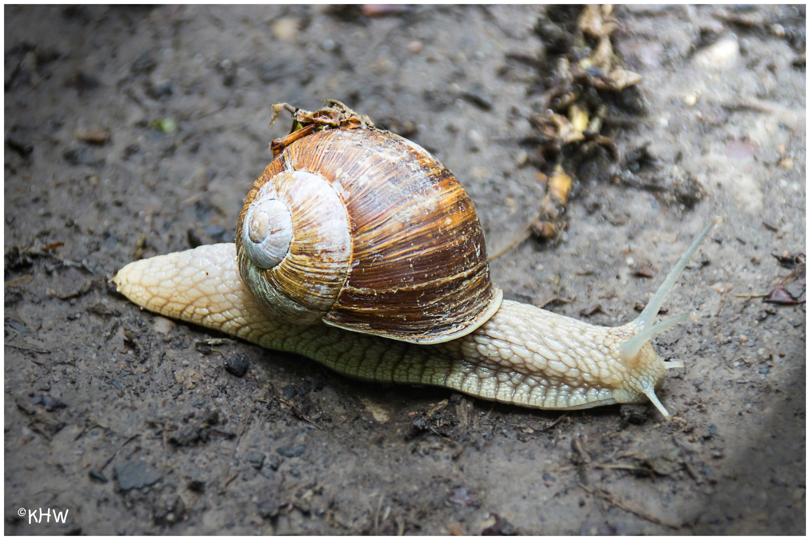 Weinbergschnecke (Helix pomatia)