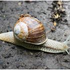 Weinbergschnecke (Helix pomatia)