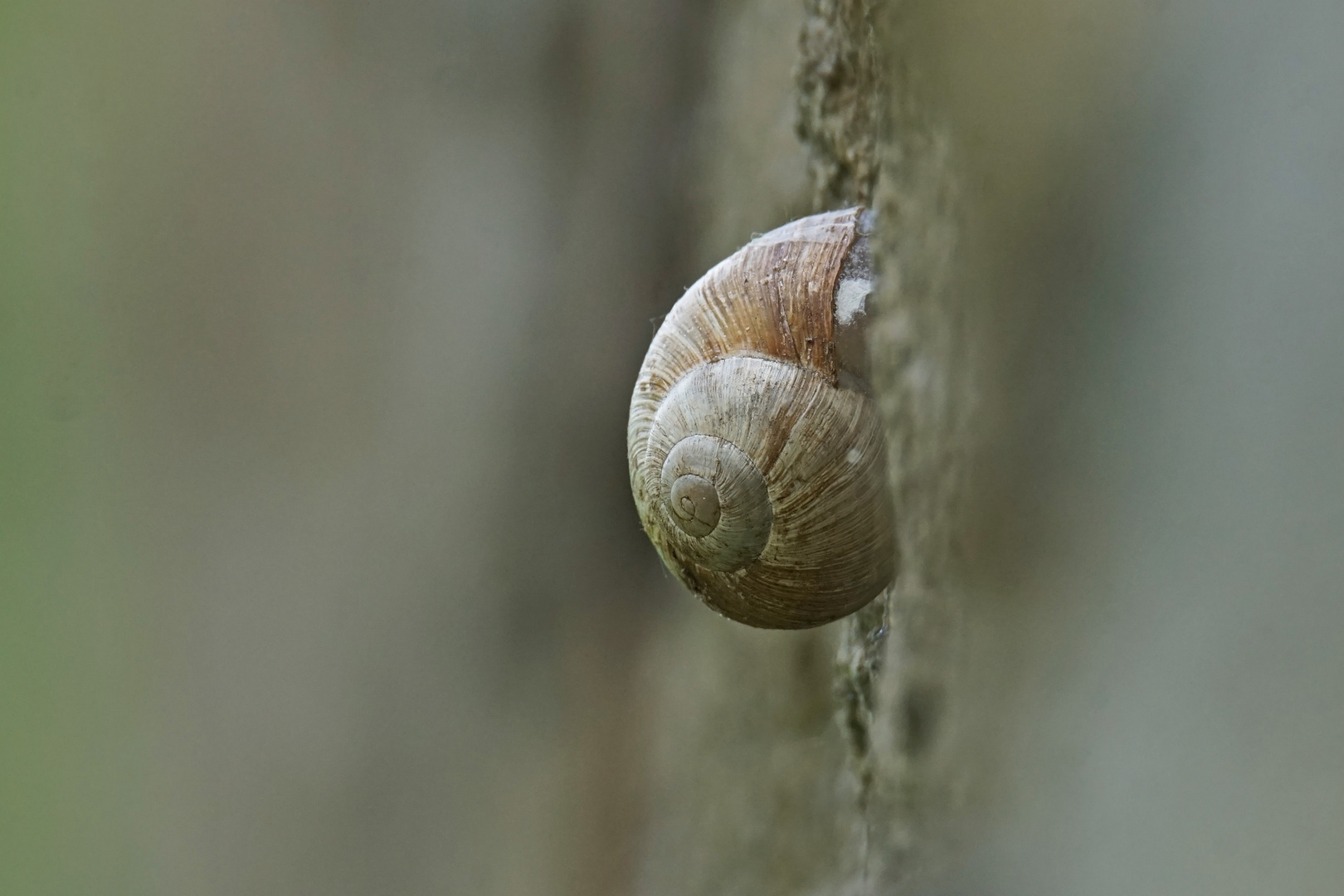 Weinbergschnecke (Helix pomatia)