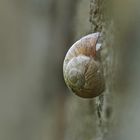 Weinbergschnecke (Helix pomatia)