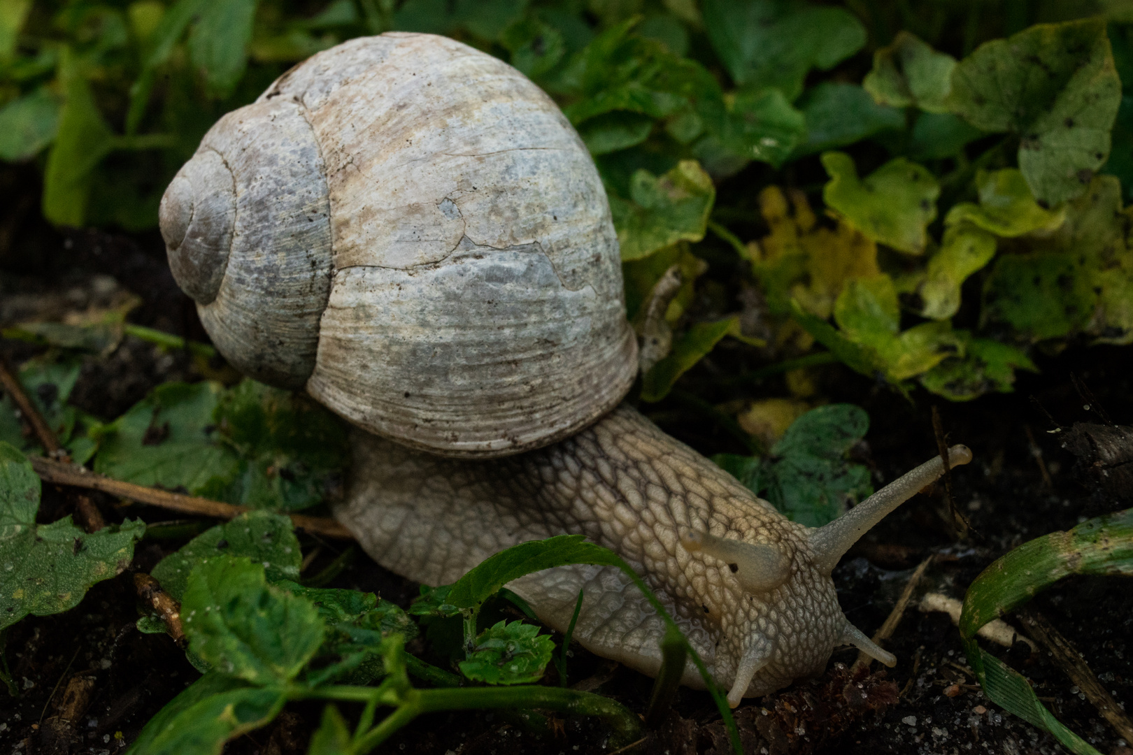 Weinbergschnecke (Helix pomatia)