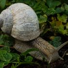 Weinbergschnecke (Helix pomatia)