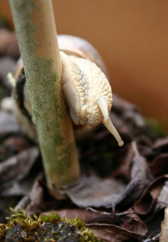 Weinbergschnecke (Helix pomatia )