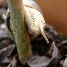 Weinbergschnecke (Helix pomatia )