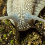 Weinbergschnecke (Helix pomatia)