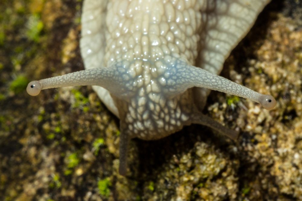 Weinbergschnecke (Helix pomatia)