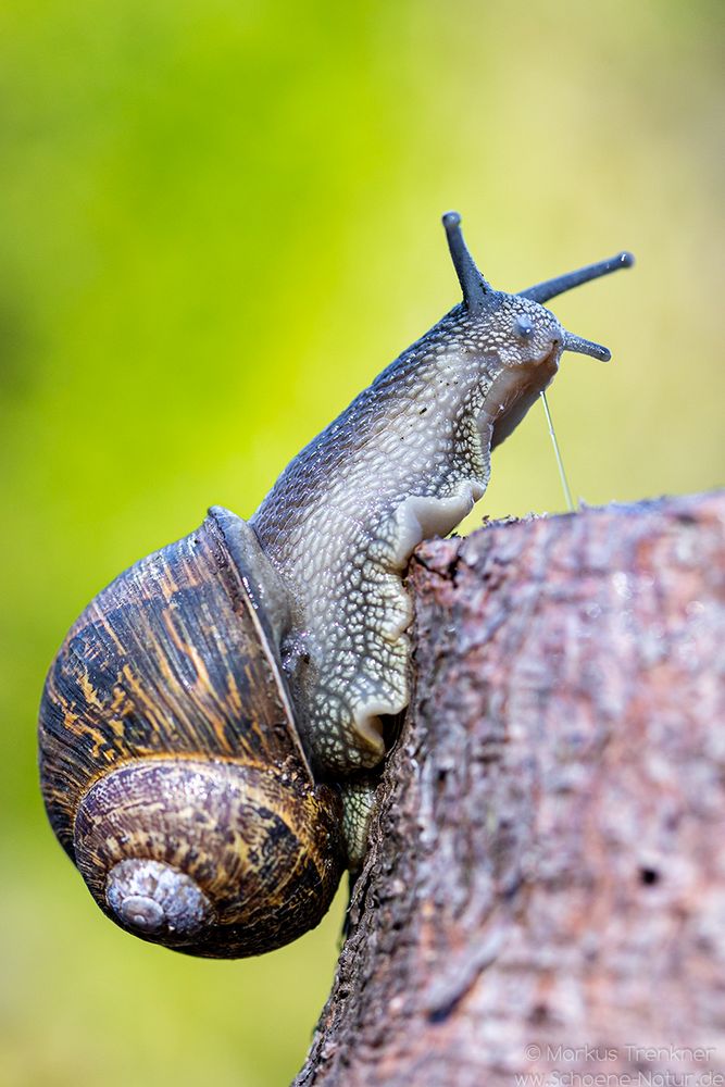 Weinbergschnecke [Helix pomatia]