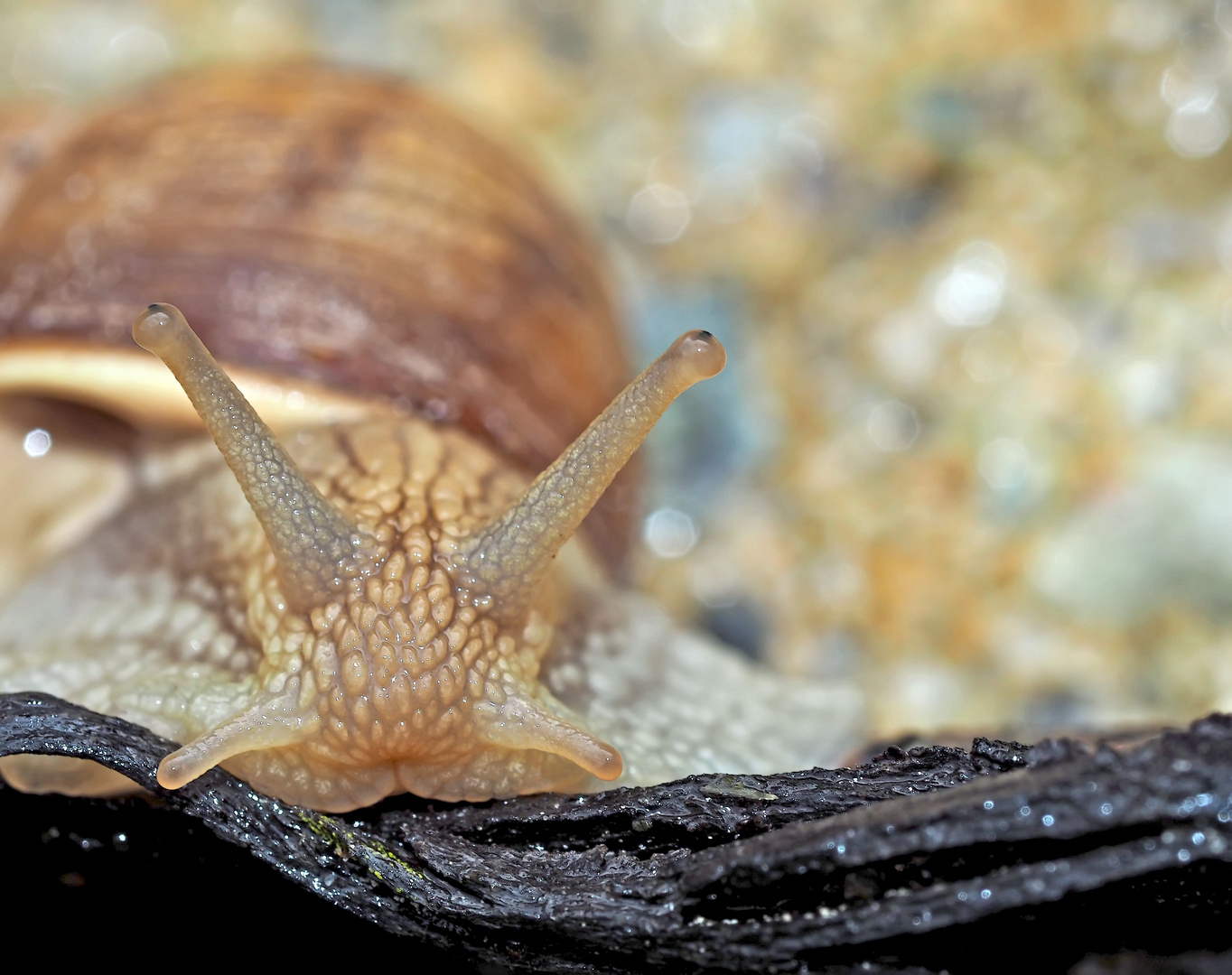 Weinbergschnecke (Helix pomatia) - Escargot de Bourgogne.