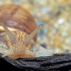 Weinbergschnecke (Helix pomatia) - Escargot de Bourgogne.