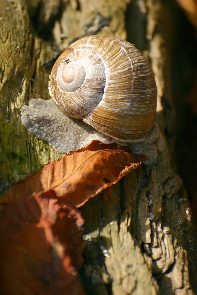 Weinbergschnecke (Helix pomatia) fern der Heimat...