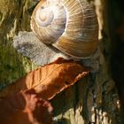 Weinbergschnecke (Helix pomatia) fern der Heimat...