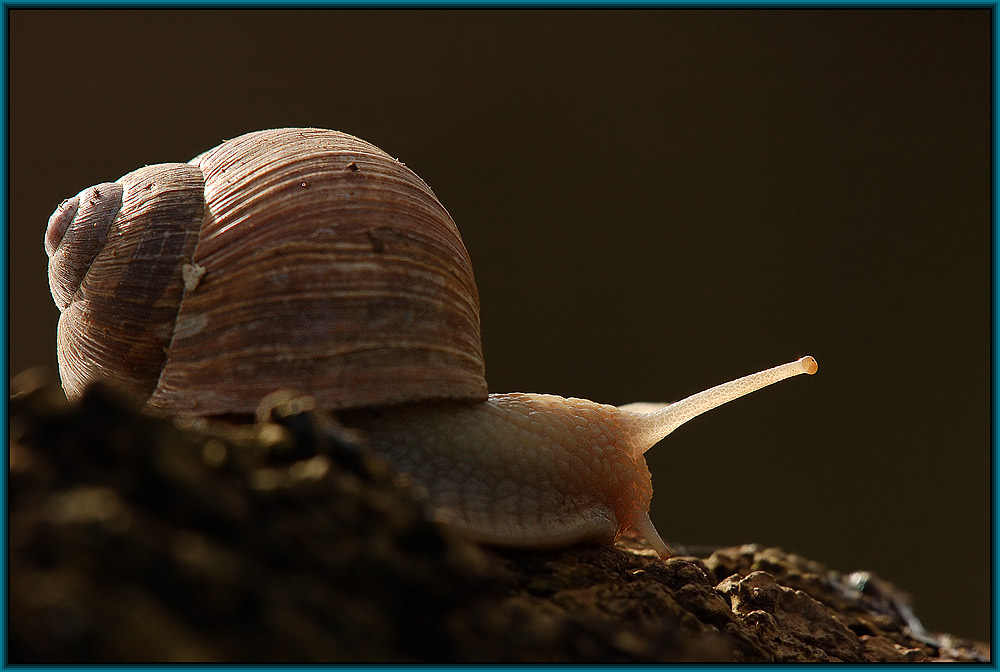 Weinbergschnecke (Helix pomatia Linnaeus)